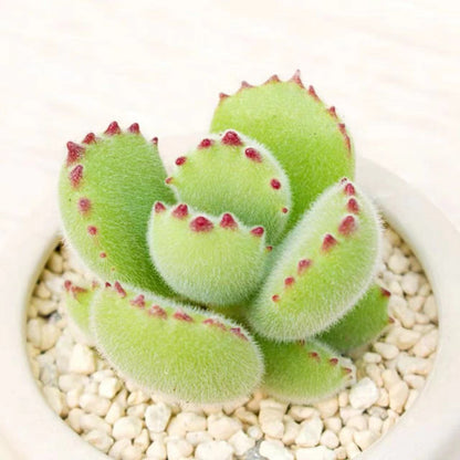 Succulent mini potted plant