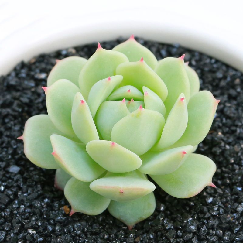Succulent mini potted plant