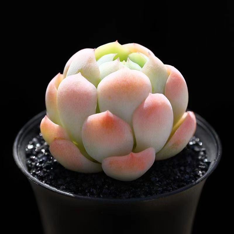 Succulent mini potted plant