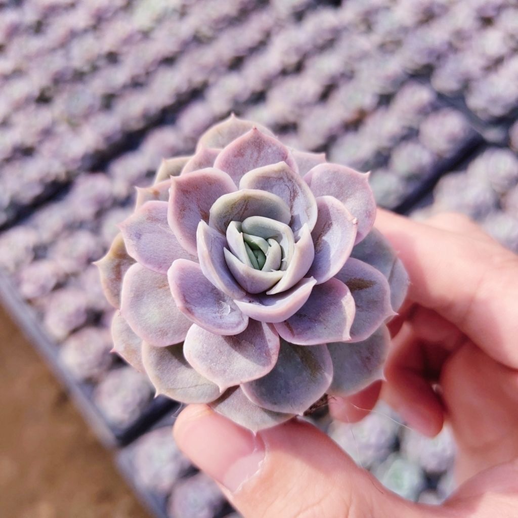 Succulent mini potted plant