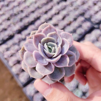 Succulent mini potted plant