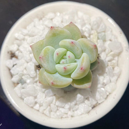Succulent mini potted plant