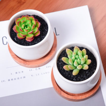 Succulent mini potted plant