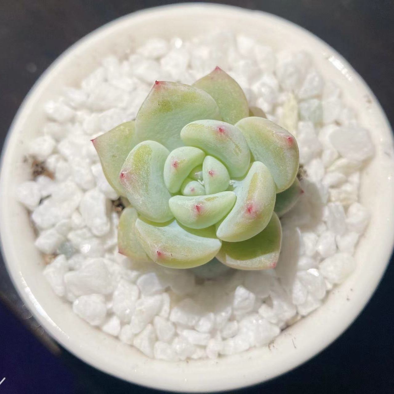 Succulent mini potted plant