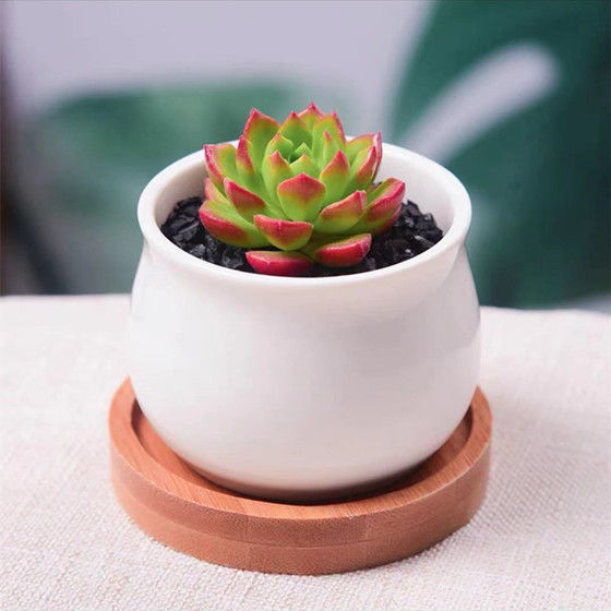 Succulent mini potted plant