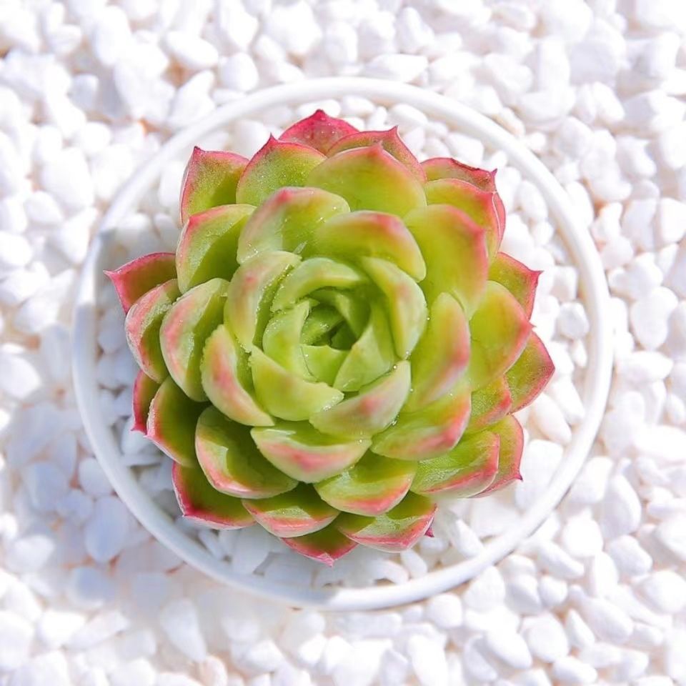 Succulent mini potted plant