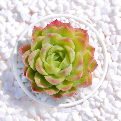 Succulent mini potted plant