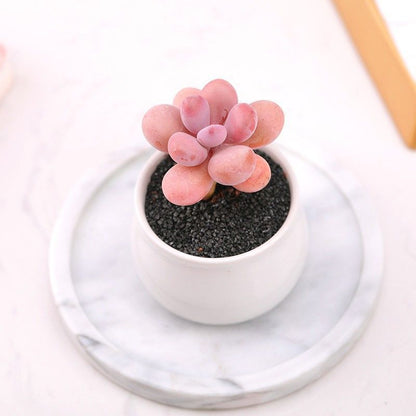 Succulent mini potted plant