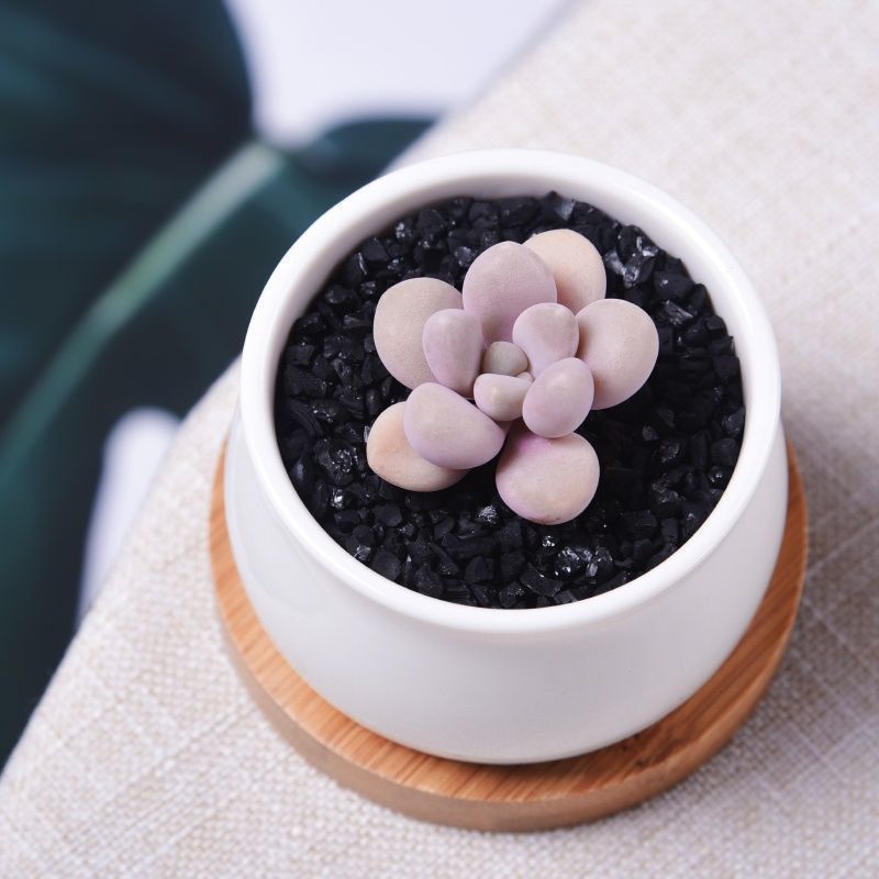 Succulent mini potted plant
