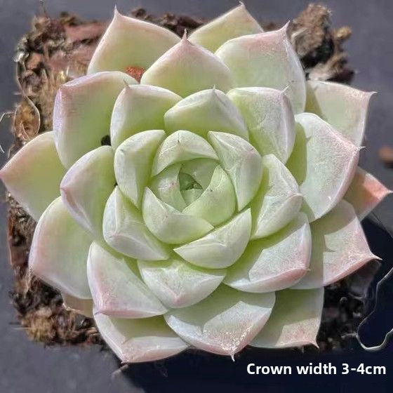 Succulent mini potted plant