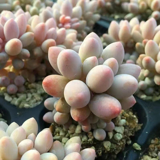 Succulent mini potted plant