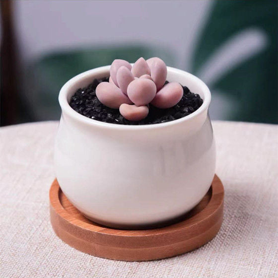Succulent mini potted plant