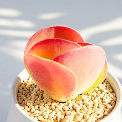 Succulent mini potted plant