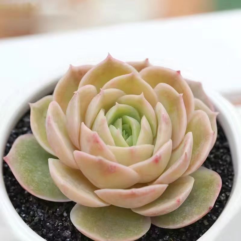 Succulent mini potted plant