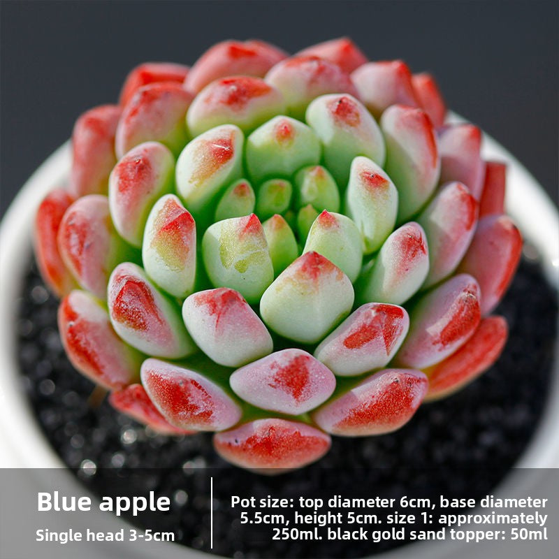 Succulent mini potted plant