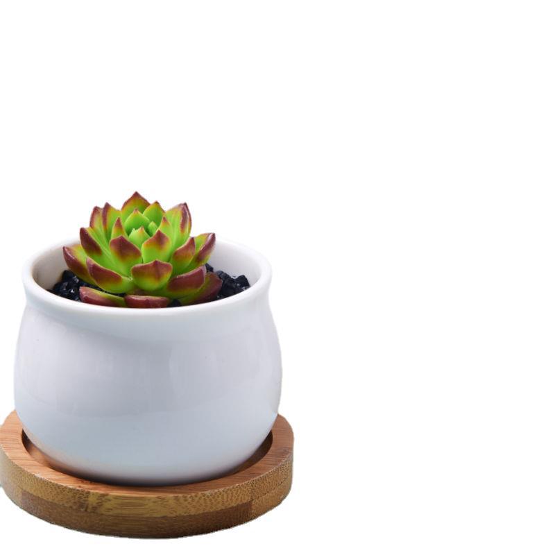 Succulent mini potted plant