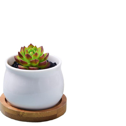 Succulent mini potted plant