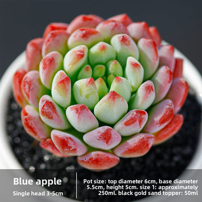 Succulent mini potted plant