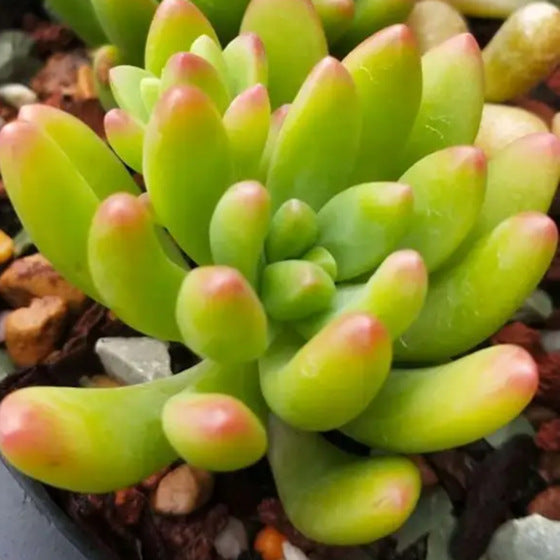 Succulent mini potted plant