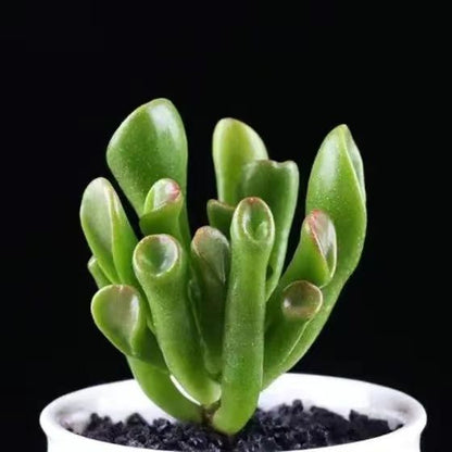 Succulent mini potted plant