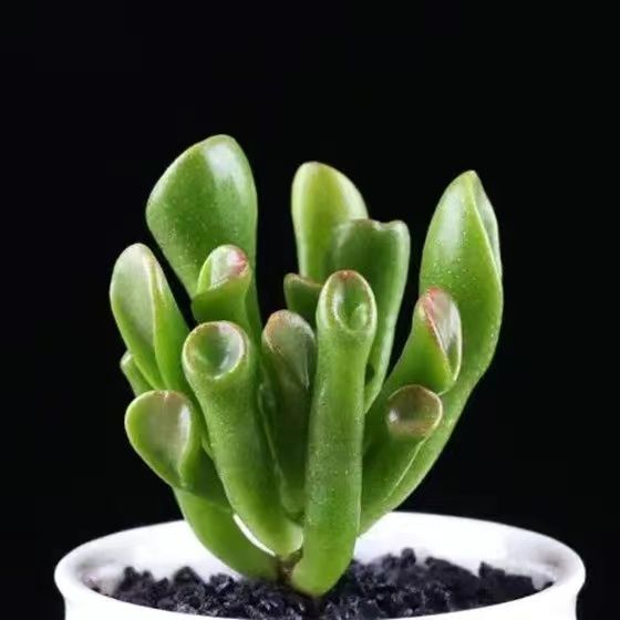 Succulent mini potted plant
