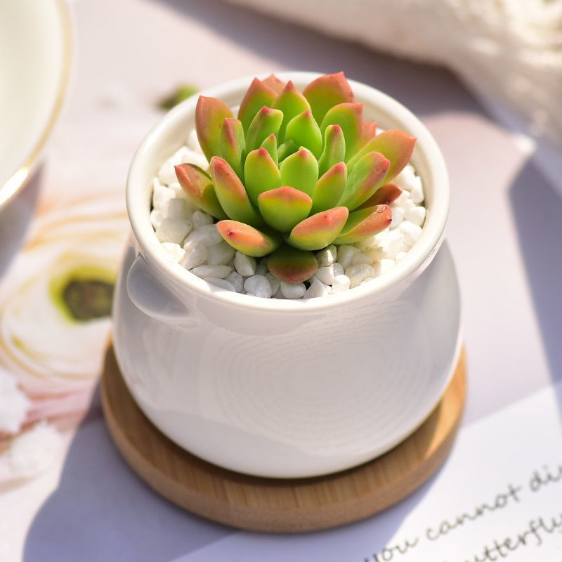 Succulent mini potted plant