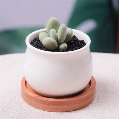 Succulent mini potted plant