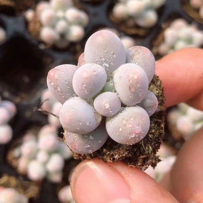 Succulent mini potted plant