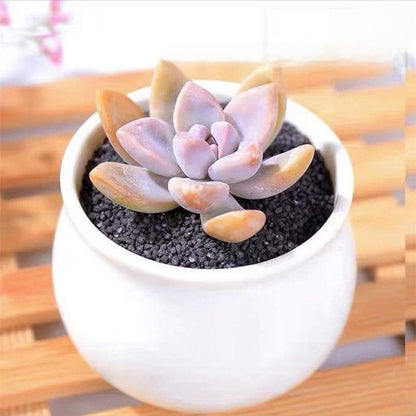 Succulent mini potted plant