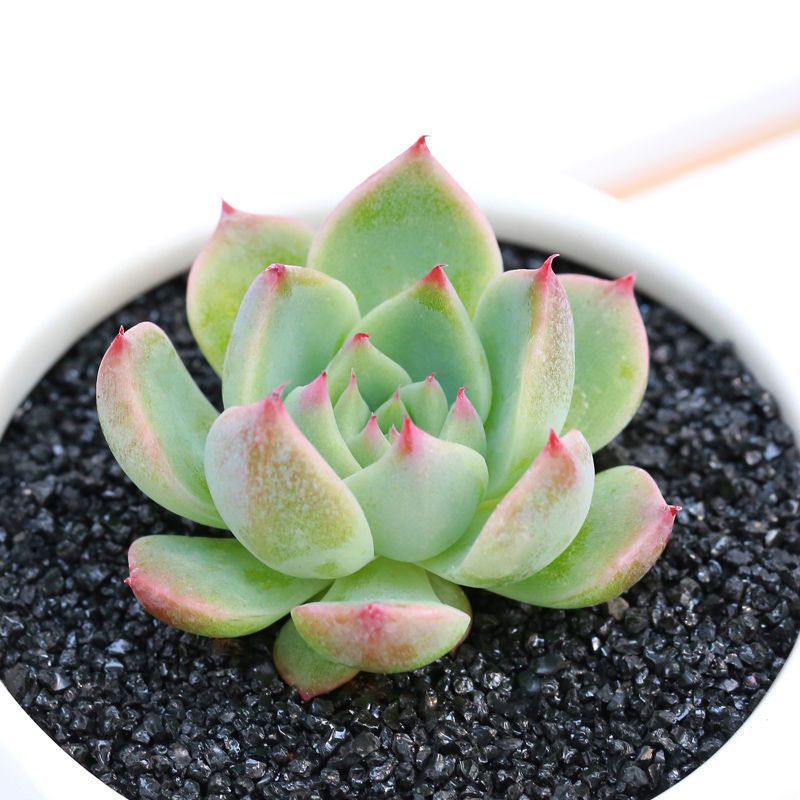 Succulent mini potted plant