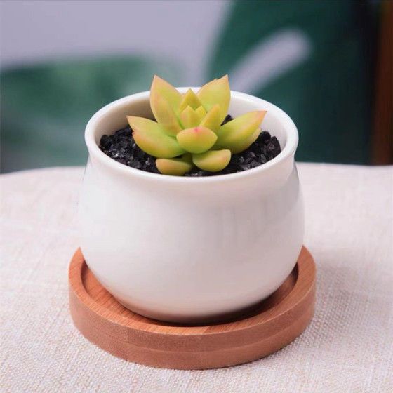 Succulent mini potted plant
