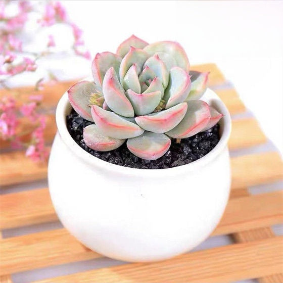 Succulent mini potted plant