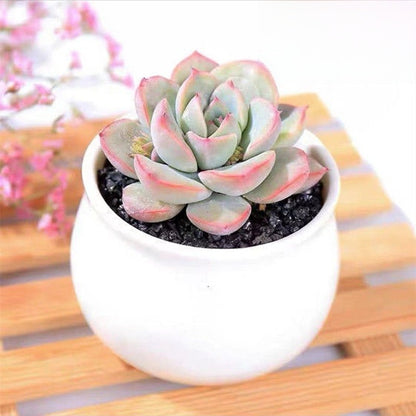 Succulent mini potted plant