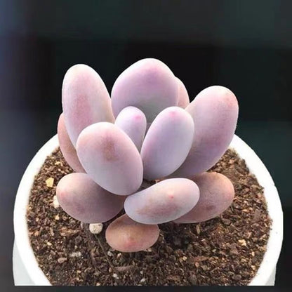 Succulent mini potted plant