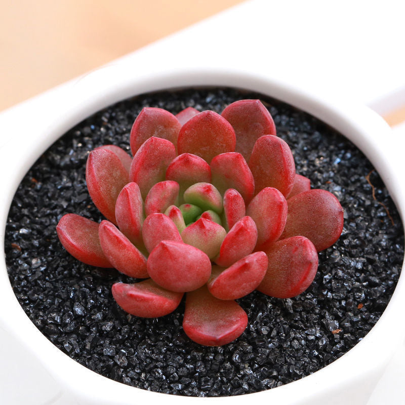 Succulent mini potted plant
