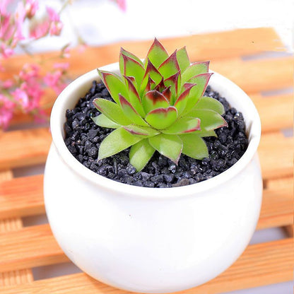 Succulent mini potted plant