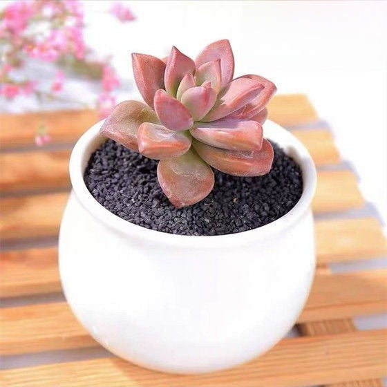 Succulent mini potted plant