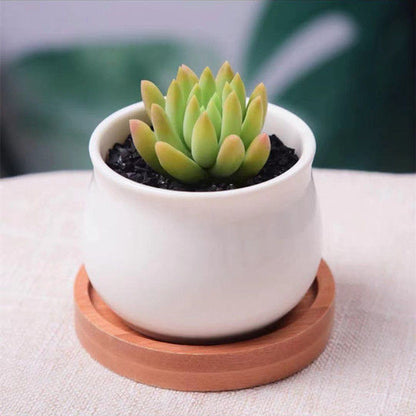 Succulent mini potted plant