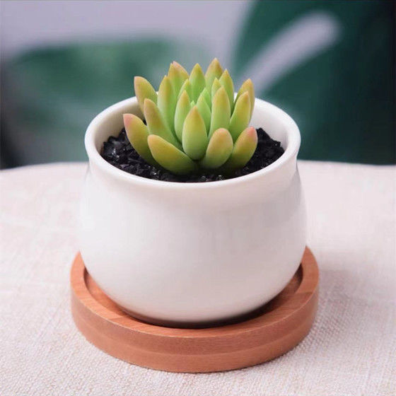 Succulent mini potted plant