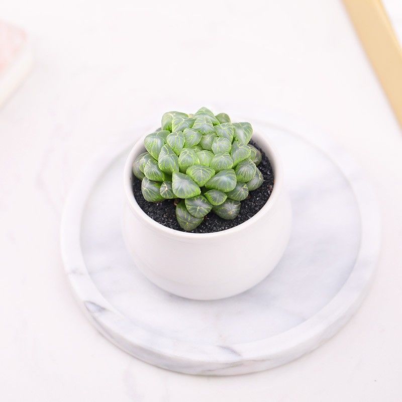 Succulent mini potted plant