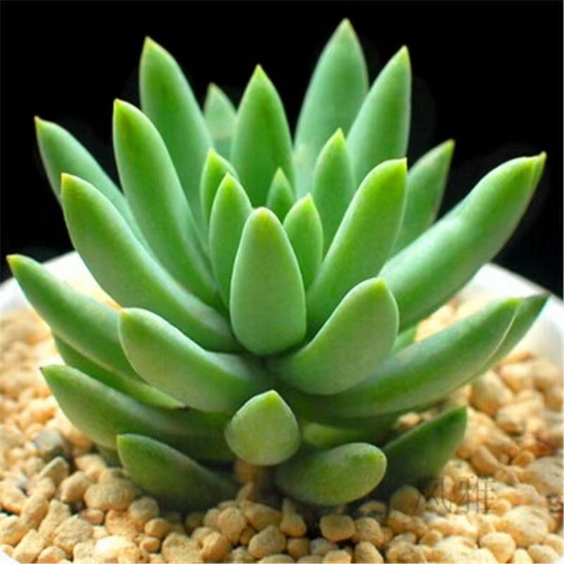Succulent mini potted plant