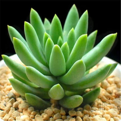 Succulent mini potted plant