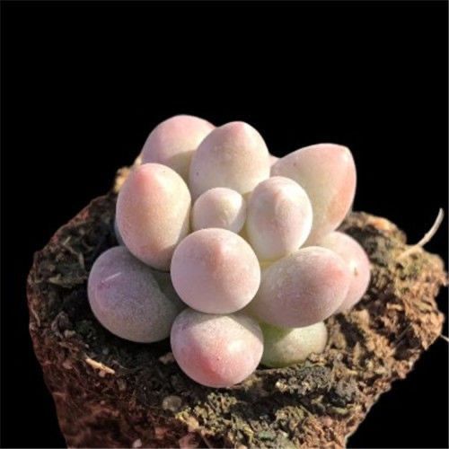 Succulent mini potted plant