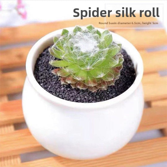 Succulent mini potted plant