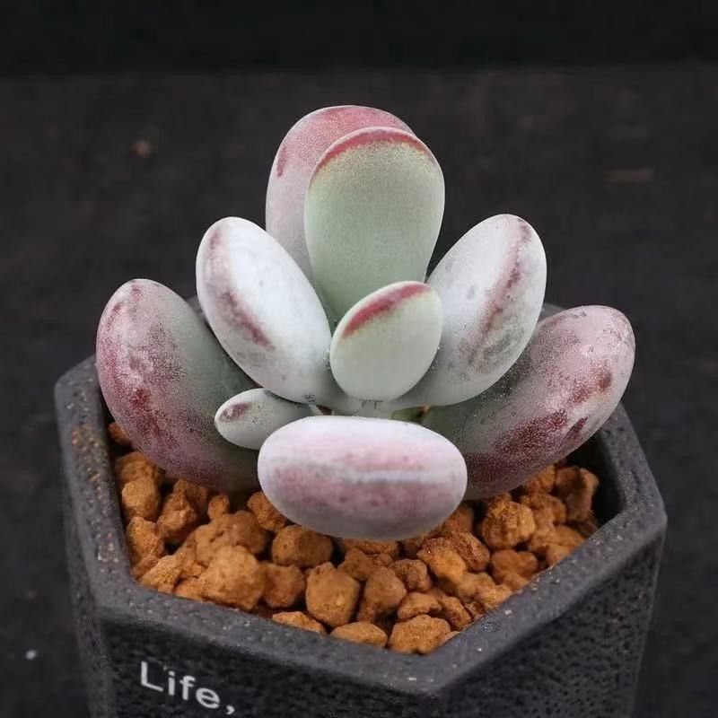 Succulent mini potted plant