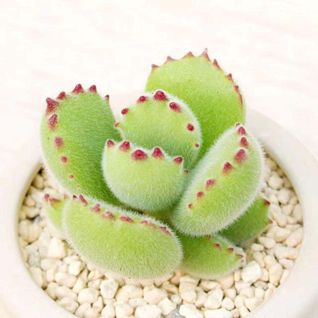 Succulent mini potted plant