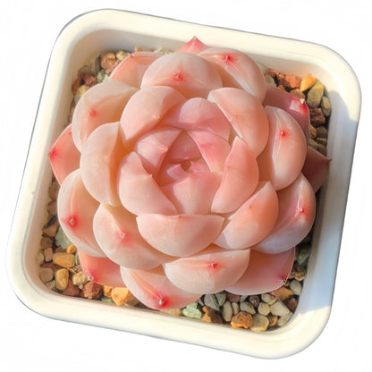 Succulent Plant Combination
