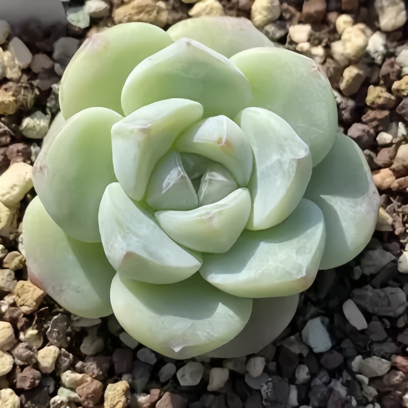 Succulent Plant Combination