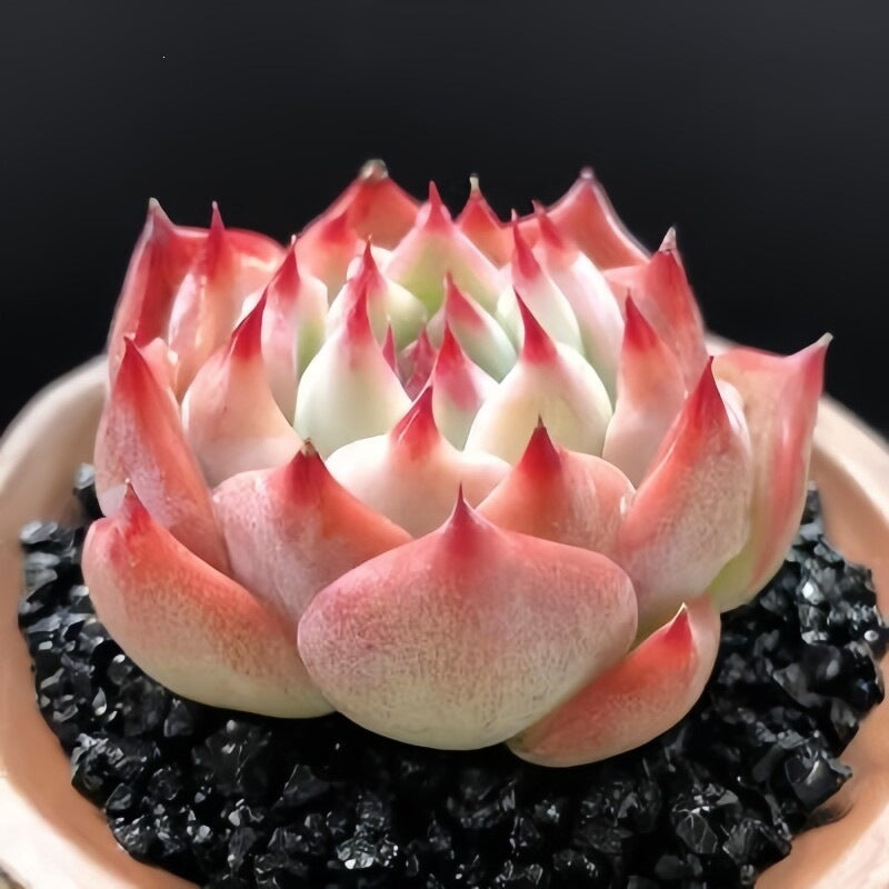 Succulent Plant Combination