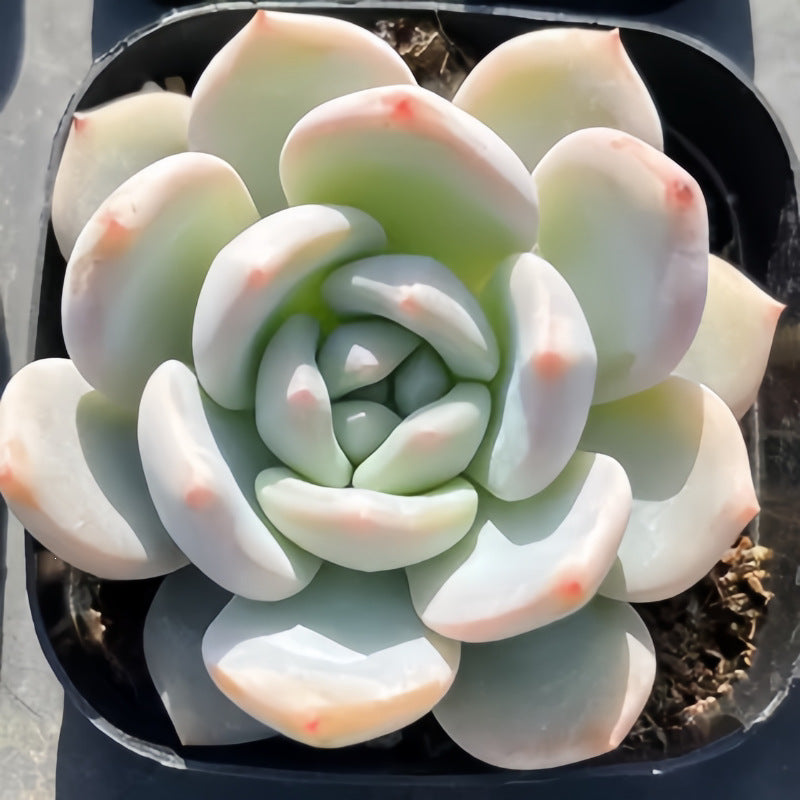 Succulent Plant Combination